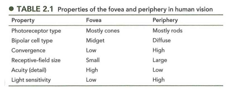 <p><em>convergentie &amp; divergentie van informatie via bipolaire cellen</em></p>