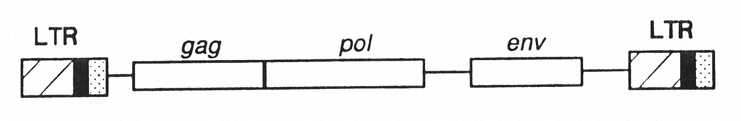 <p>Gag: precursor polyprotein for capsidproteins</p><ul><li><p>Protease for processing the polyprotein</p></li></ul><p>Pol: reverse transcriptase</p><p>Env: envelope protein</p><p>LTR: long terminal repeat </p><p></p>