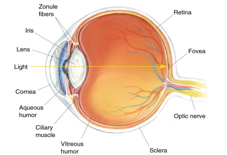 <p>Protective layer:</p><ul><li><p><span>Cornea (transparent) and sclera</span></p></li></ul><p>Vascular layer (nutritious layer providing blood supply to eye):</p><ul><li><p><span>Choroid</span></p></li><li><p><span>Ciliary body</span></p></li><li><p><span>Iris</span></p></li></ul><p>Inner layer (nerves):</p><ul><li><p><span>Retina (inner surface of the eyeball (5/6 of the eye)</span></p><ul><li><p><span>The macular is a very important region of the retina that allows you to see centrally</span></p></li></ul></li></ul><p>Optic nerve contains the axons of the output neurons of the retina (retinal ganglia cells)</p>
