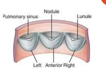 <p>3 half moon shaped cusps: •</p><p> Anterior cusp • Left cusp • Right cusp</p>