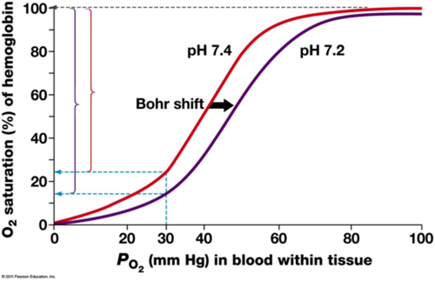 <p>A lowering of the affinity of hemoglobin for oxygen, caused by a drop in pH; facilitates the release of oxygen from hemoglobin in the vicinity of active tissues.</p>