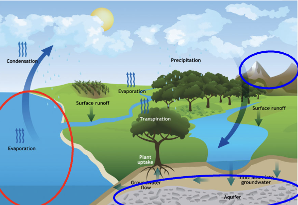 <p>Movement of H<sub>2</sub>O (in different states) between sources &amp; sinks</p><ul><li><p>State of matter (solid/liquid/gas) as well as where water is moving are key in H<sub>2</sub>O cycle</p><ul><li><p>Ex: precipitation = atmosphere (gas) —&gt; land or surface water (liquid)</p></li></ul></li><li><p>Energy from sun drives the H<sub>2</sub>O cycle</p><ul><li><p>Ex: heat from sun causes liquid water in ocean to become a gas (evaporation) in atmosphere</p></li></ul></li><li><p>Ocean = largest water reservoir</p></li><li><p>Ice caps &amp; groundwater are smaller reservoirs, but contain fresh, useable water for humans</p></li></ul><p></p>