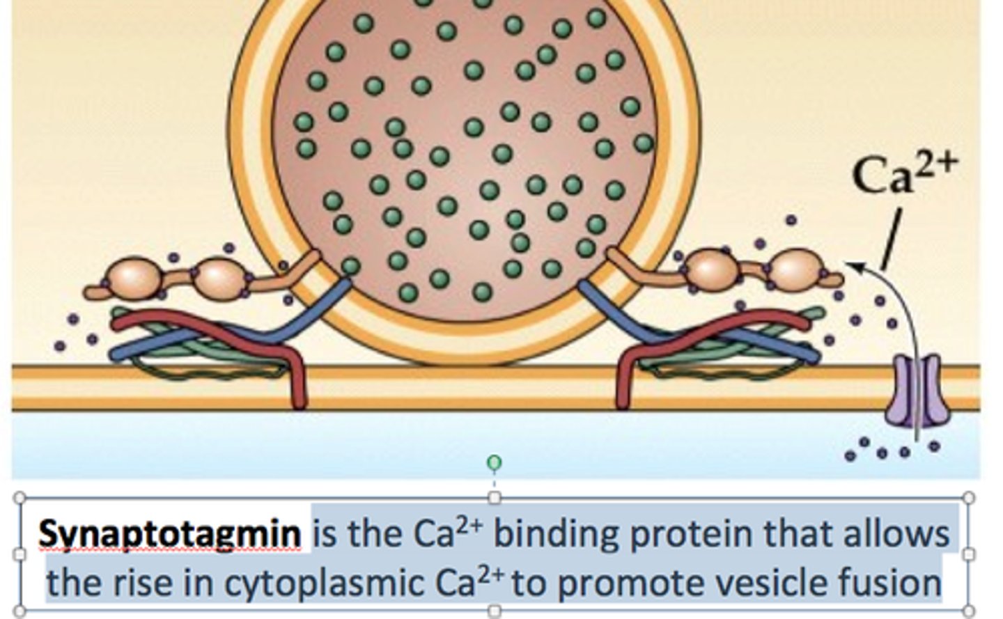 <p>A specialized protein that responds to calcium ions to trigger vesicular exocytosis.</p>