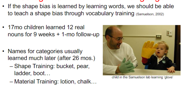 <ul><li><p>children trained on shape categories developed a precocious shape bias</p></li><li><p>children trained on shape categories even over-generalised the shape bias to non-solid substances</p></li><li><p>children trained on material categories did not develop any bias</p></li><li><p>shape-bias is a product of word learning</p></li></ul>