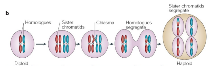 <p>gametes (daughter cells containing half the number of chromosomes)</p>