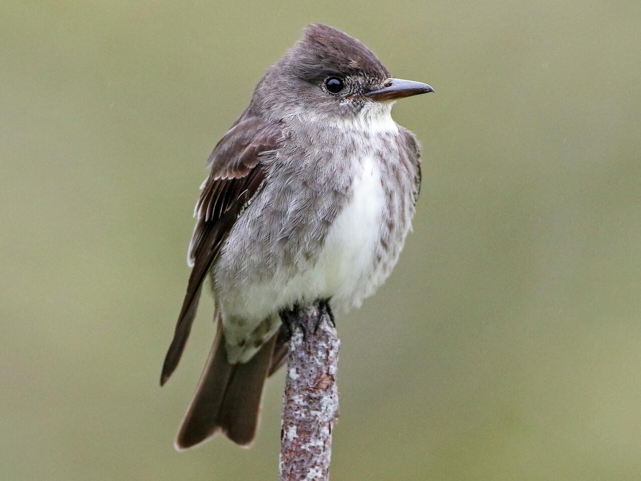 <p>Large flycatcher with dark “vest,” white center, big bill; often perches atop snags; Threatened (SARA).</p>