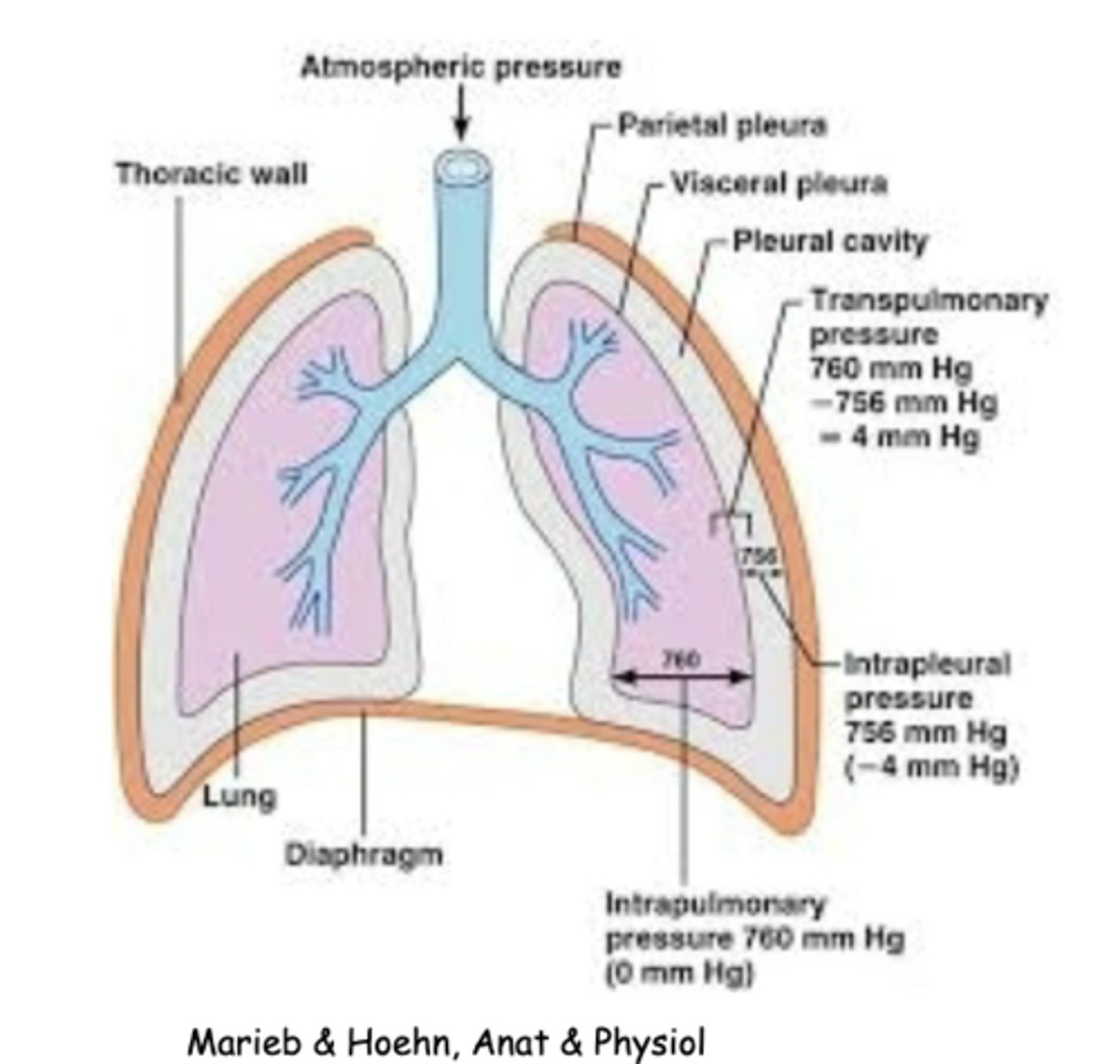 <p>the outwardly-directed recoil of the chest wall</p>
