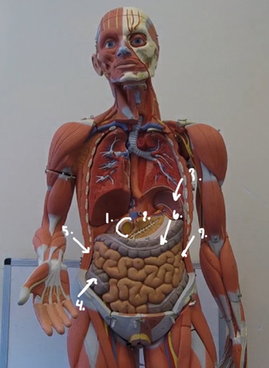 knowt flashcard image