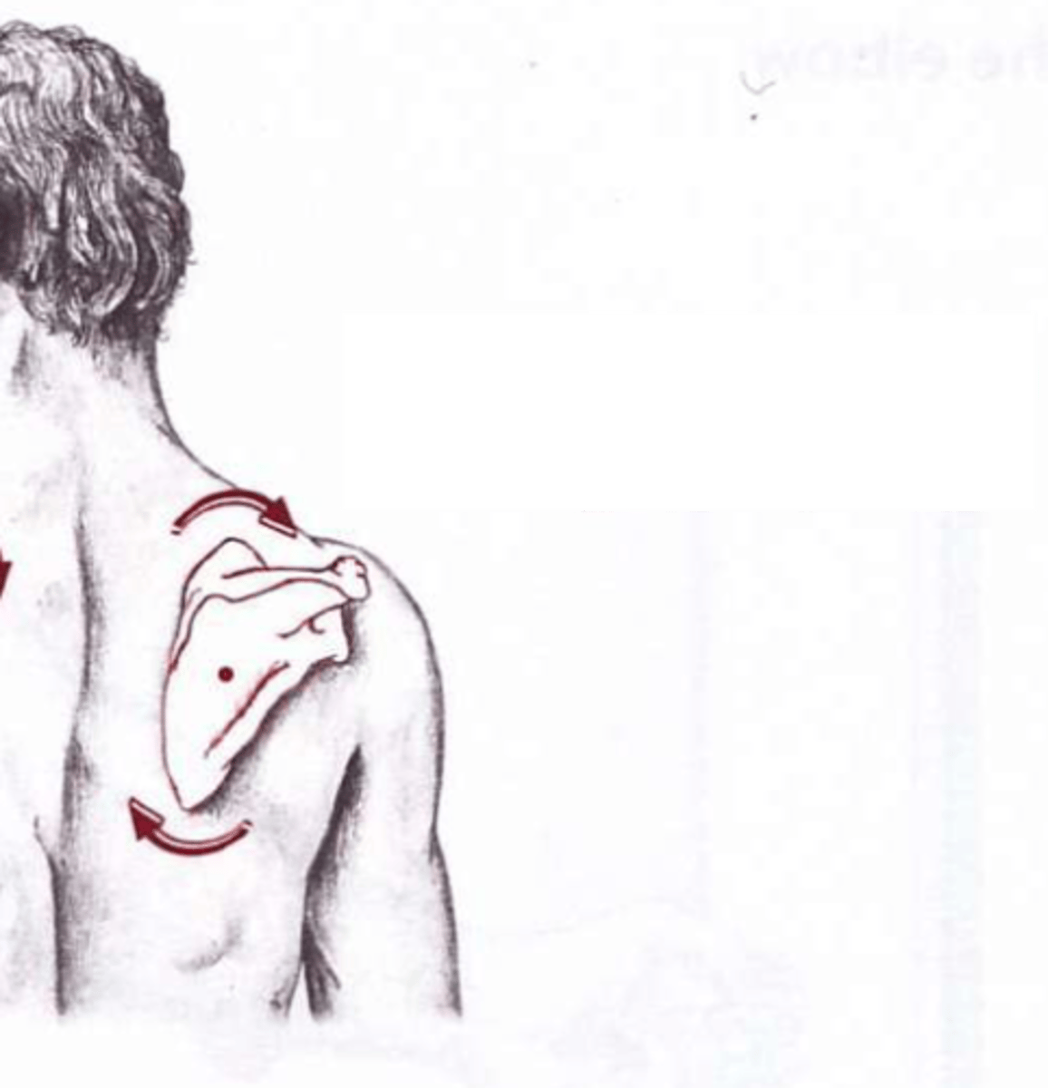 <p>glenoid cavity moves in a downward direction</p>