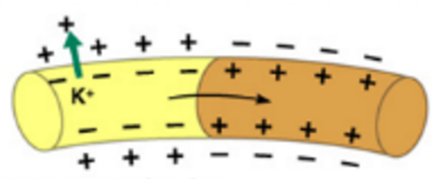<p>A state in neurons that results when sodium channels close and potassium channels open allowing potassium to rush OUT of the cell via facilitated diffusion that causes the membrane to once again become more positive on the outside than the inside</p>