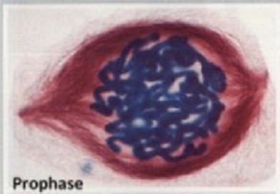 <p>Prophase</p>