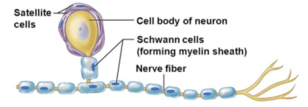 <p>PNS Neuroglial cells: Satellite cells surround the nerve cell bodies in </p>