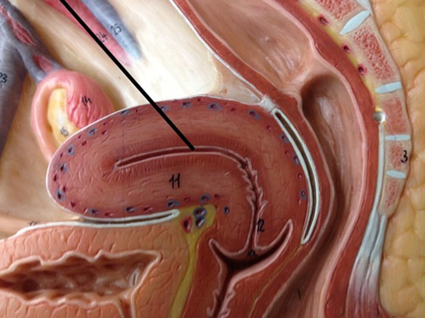 <p>Name this layer of the uterus</p>