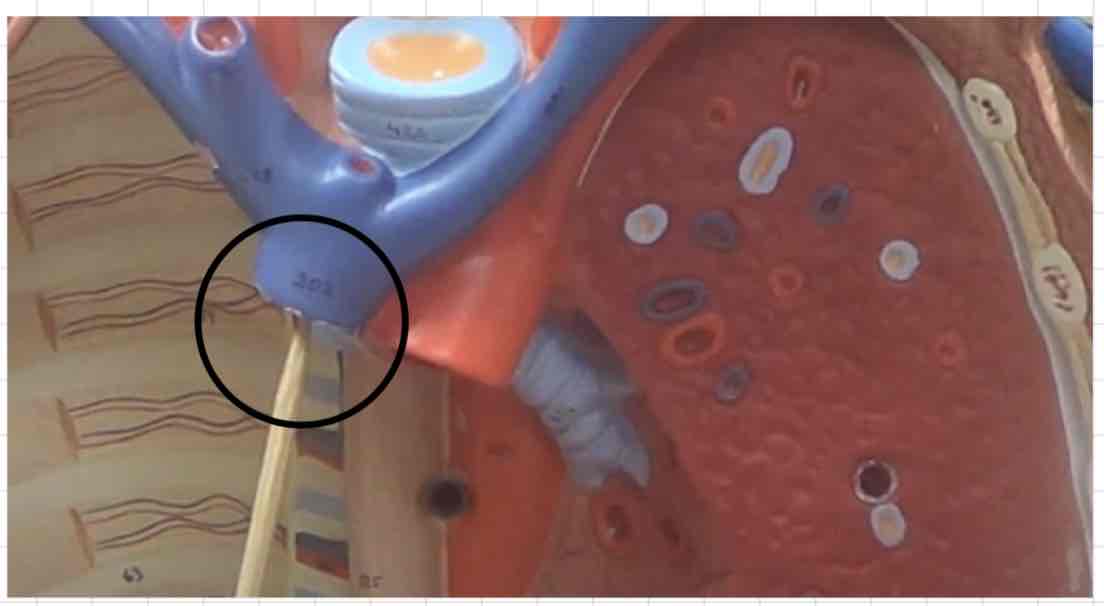 <p>what is this? (torso model)</p>
