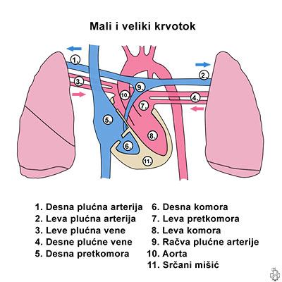<p>što je MALI KRVOTOK?</p><p>što je VELIKI KRVOTOK?</p>