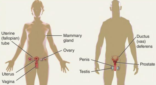 <p>Produces gametes and sex hormones. Female: nourishes offspring.</p>