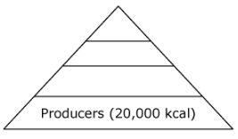 Based on the energy pyramid, how much energy would be stored in the tertiary consumers in this ecosystem?

A. 2,000 kcal

B. 200 kcal

C. 20 kcal

D. 2 kcal