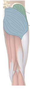 <p>Extends thigh </p><p><strong>Blue</strong></p><p></p>