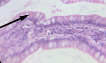 <p>what type of tissue is this</p>