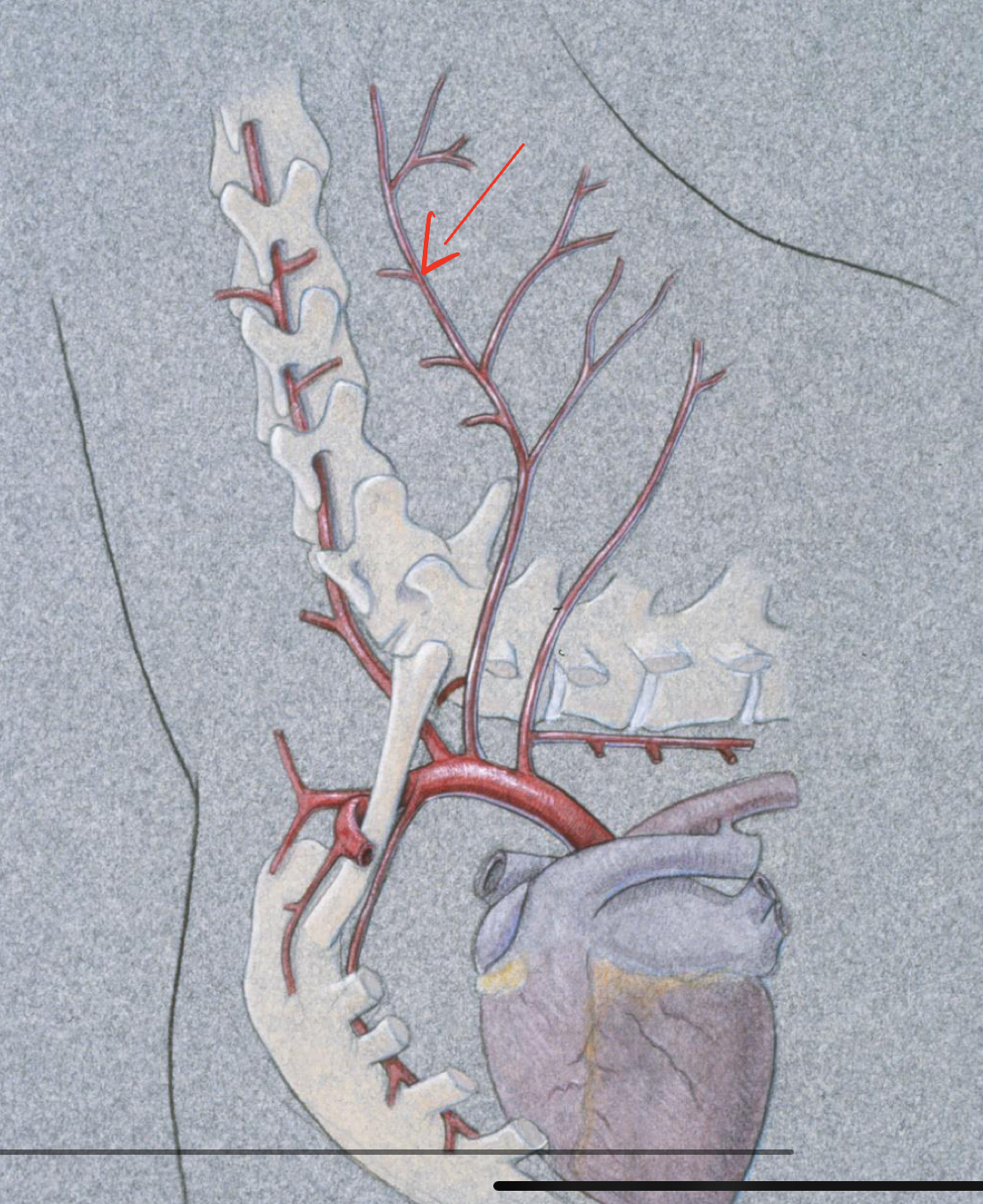 <p>what vein is the arrow pointing too&nbsp;</p>