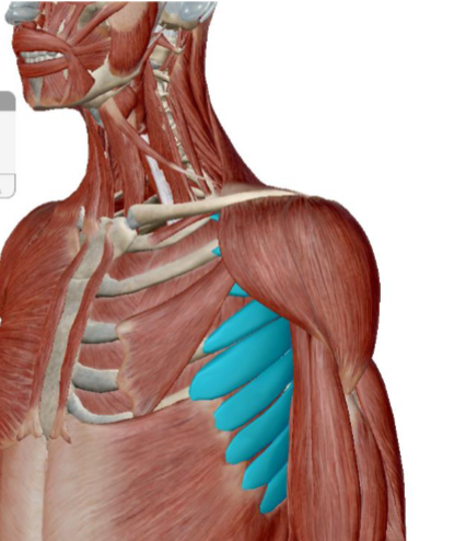 term image