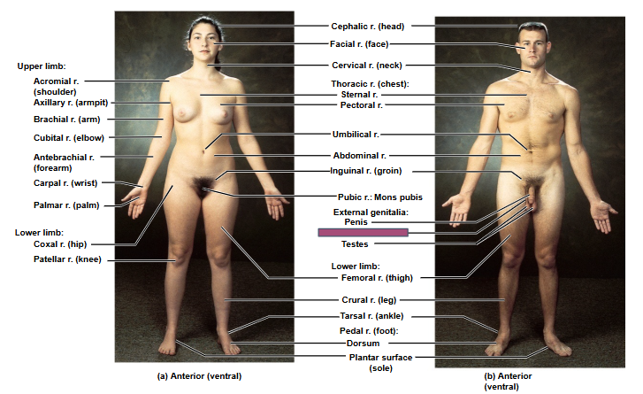 <p>Based on this anterior view, what is this region?</p>