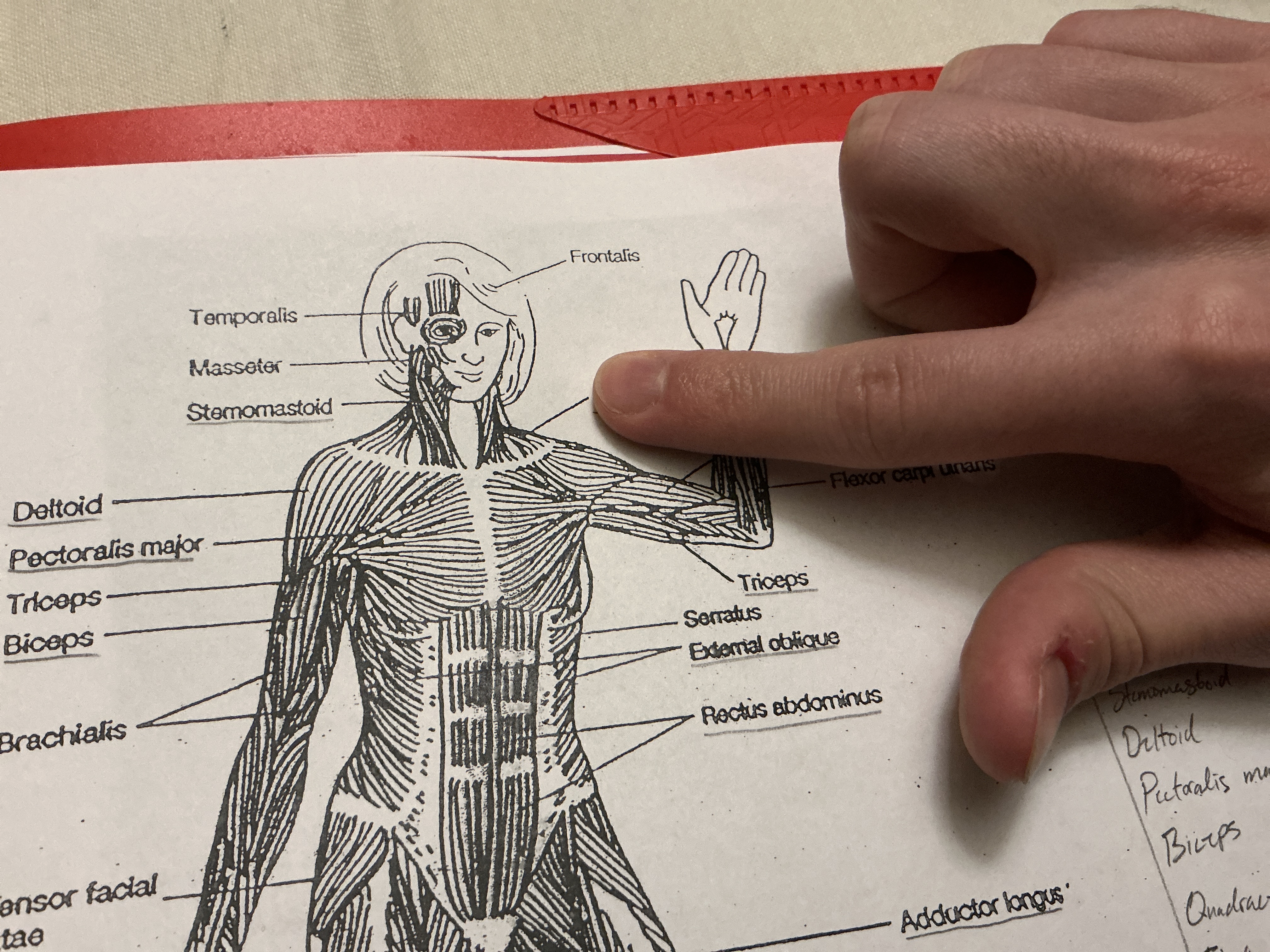 <p>A large muscle located in the back and neck, responsible for the elevation, depression, and retraction of the shoulder blades. </p>