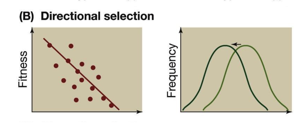 <p>Directional natural selection</p>