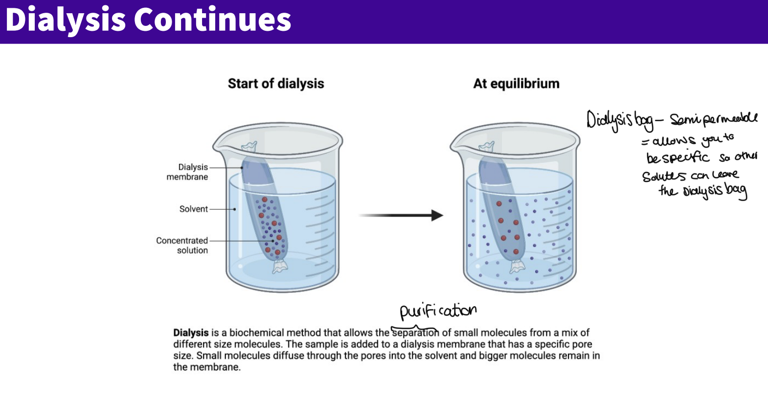 <p>Dialysis is a biochemical method that allows the separation of small molecules from a mix of different size molecules . the sample is added to dialysis membrane that has a specific pore size, small molecules diffuse through the pores into the solvent&nbsp; and bigger molecules remain in the membranes&nbsp;</p>