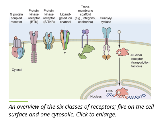 <ul><li><p>receptors are often found on the plasma membrane but can also be found in the cytoplasm of a cell</p><ul><li><p>g protein coupled receptors (GPCR)</p></li><li><p>ion channels</p></li><li><p>guanylate cyclase</p></li><li><p>protein kinase receptors</p></li><li><p>transmembrane scaffolds</p></li><li><p>nuclear receptors</p></li></ul></li><li><p>the 6 classes of receptors detect an array of environmental stimuli</p></li></ul><p></p>