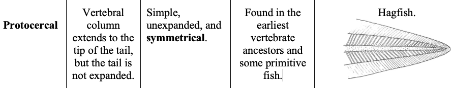 <p><strong>Protocercal</strong>&nbsp;caudal fin</p><ul><li><p><span><span>A tail type where the v</span><strong><span>ertebral column extends into the tail</span></strong><span>, and it l</span><strong><span>acks lobes.</span></strong><span> </span></span></p></li></ul><p></p>