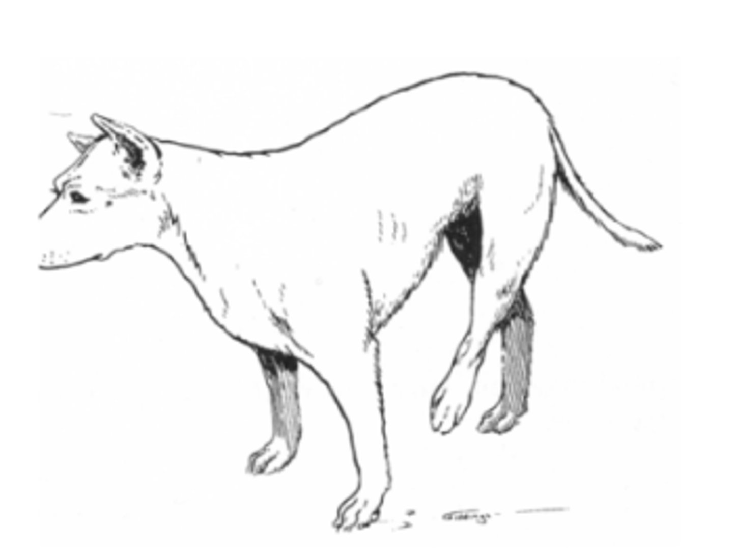 <p>What are signs of a craniodorsally luxated hip?</p>