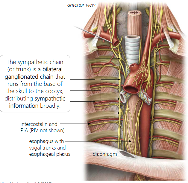 <p>The sympathetic chain (or trunk) is a bilateral ganglionated chain that runs from the base of the skull to the coccyx, distributing sympathetic information broadly.</p>