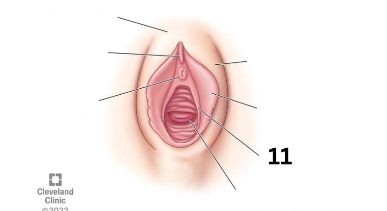 <p>Identity this female reproductive system (marked with 11)</p>