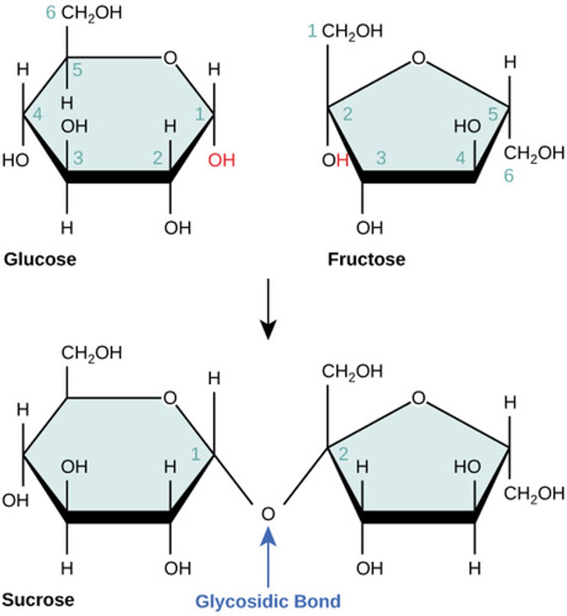 <p>glucose + fructose</p>