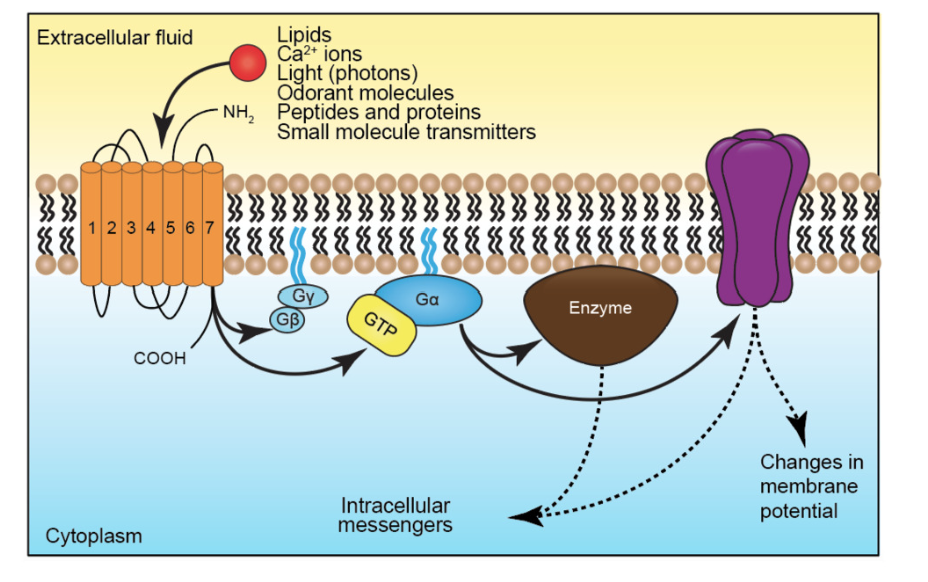 <p>g-proteins are heterotrimeric- has alpha, beta, gamma components</p><p>GTP binding proteins- bind to GTP and </p><p>LIGANDS: many neurotransmitters for ionotropic also bind to metabotropic </p><p>activation of metabotropic receptor can modulate the activity of ion channels:</p><ul><li><p>changes in membrane potential</p></li><li><p>change amount of transmitter release</p></li><li><p>change shape of AP</p></li></ul>