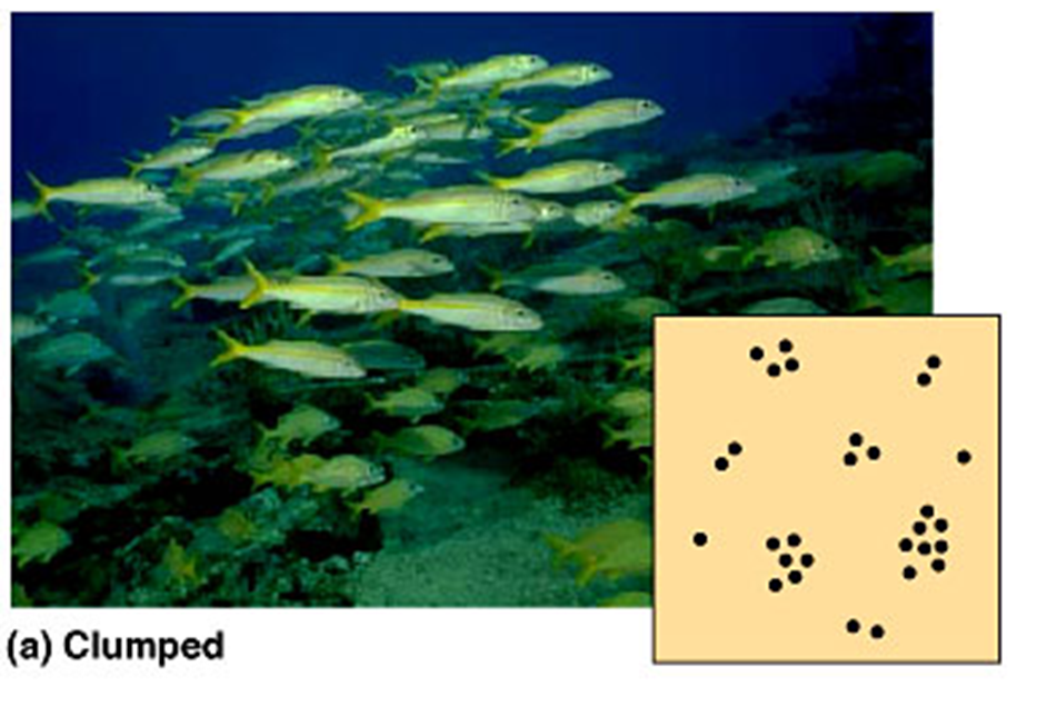 <ul><li><p>Resources are clumped in the ecosystem</p></li><li><p>Abiotic factors change throughout the ecosystem</p></li><li><p>Behavioural adaptations in a species (eg, safety in groups/herds)</p></li><li><p>Mating season </p></li><li><p>Reproduction of plants (eg. Via runners) </p></li><li><p>Only some patches of the ecosystem are suitable to live in</p></li></ul><p></p>
