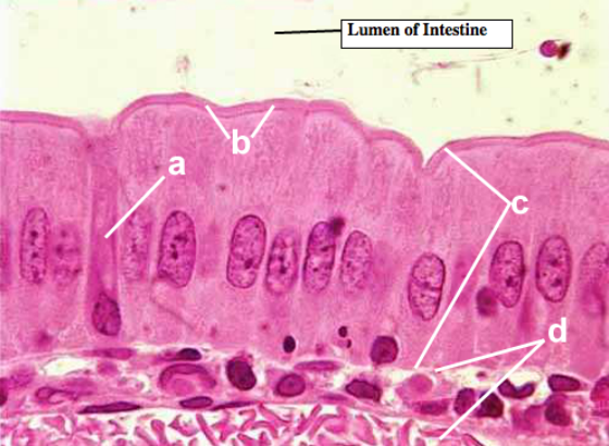 <p>Identify Cell Type</p><p>Identify cell structure</p><p>Identify type of epithelium</p><p>Identify Cell Layer</p>