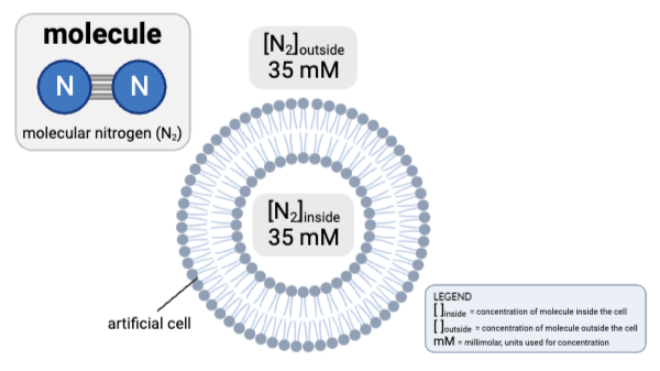 <p>How would osmosis affect the concentration of N<sub>2</sub> in the cell?</p><ul><li><p><span>a. The concentration of N<sub>2</sub> inside the cell will increase, because water will diffuse from the inside of the cell to the outside.</span></p><p></p></li><li><p><span>b. The concentration of N<sub>2</sub> inside the cell will decrease, because water will diffuse from the inside of the cell to the outside.</span></p><p></p></li><li><p><span>c. The concentration of N<sub>2</sub> inside the cell will increase, because water will diffuse from the outside of the cell to the inside.</span></p><p></p></li><li><p><span>d.&nbsp;The concentration of N<sub>2</sub> inside the cell will decrease, because water will diffuse from the outside of the cell to the inside.</span></p><p></p></li><li><p><span>e.&nbsp;The concentrations will remain the same.</span></p></li></ul><p></p>