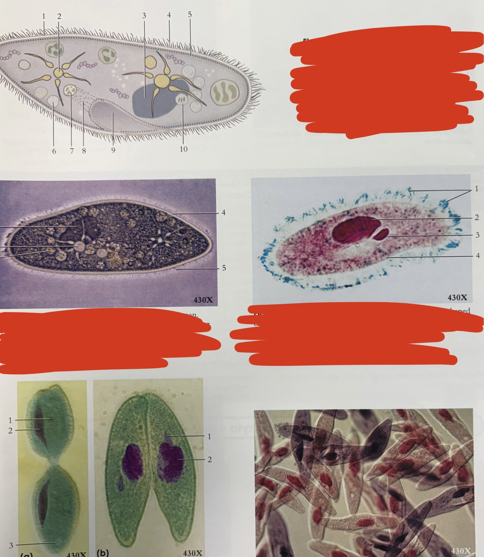 <p>What phylum is this *</p>