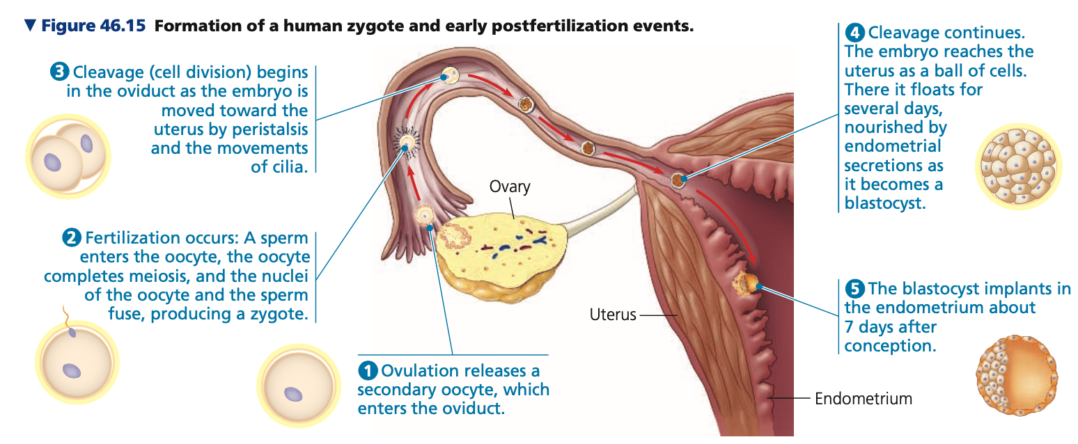 **Conception, Embryonic Development, and Birth**

* When first ejaculated, the semen coagulates, which likely keeps the ejaculate in place until sperm reach the ___. 
* Soon after, anticoagulants ___ the semen, and the sperm swim through the cervix and oviducts

\
* **Zygote formation**


1. **Ovulation**
2. **Fertilization / Conception**

   
   1. occurs when a sperm fuses with an egg (mature oocyte) in an oviduct
3. **Cleavage (cell division)**

   
   1. 24 hours after fertilization and after an additional 4 days produces a **______**
4. **Pregnancy / Gestation**

   
   1. embryo implants into the endometrium of the uterus