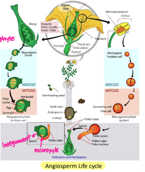 <p>angiosperm: life cycle 1</p>