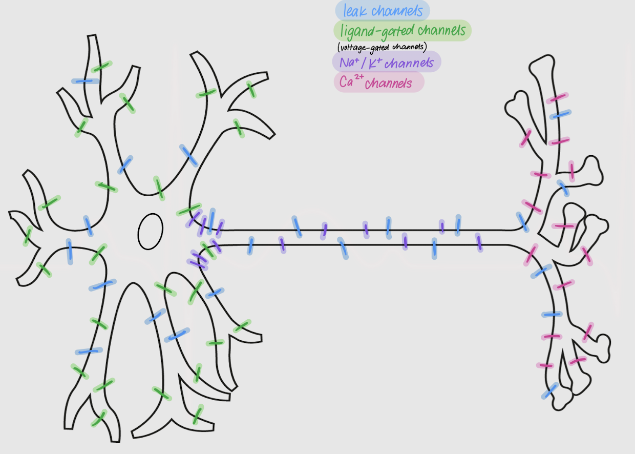 <p>Ca2+ channels</p>
