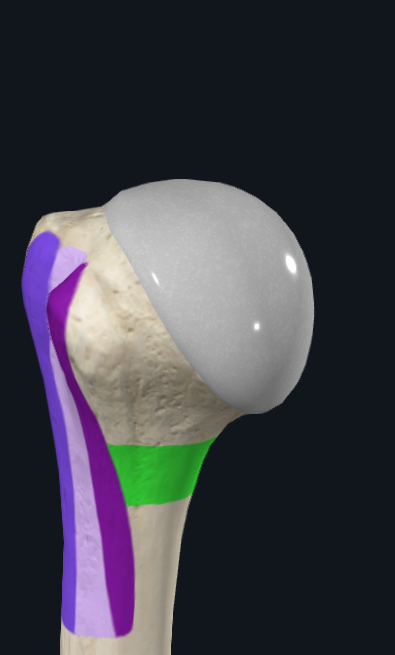 <p>What is this part of the humerus called</p>