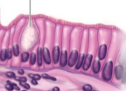 <p>what tissue is this </p>