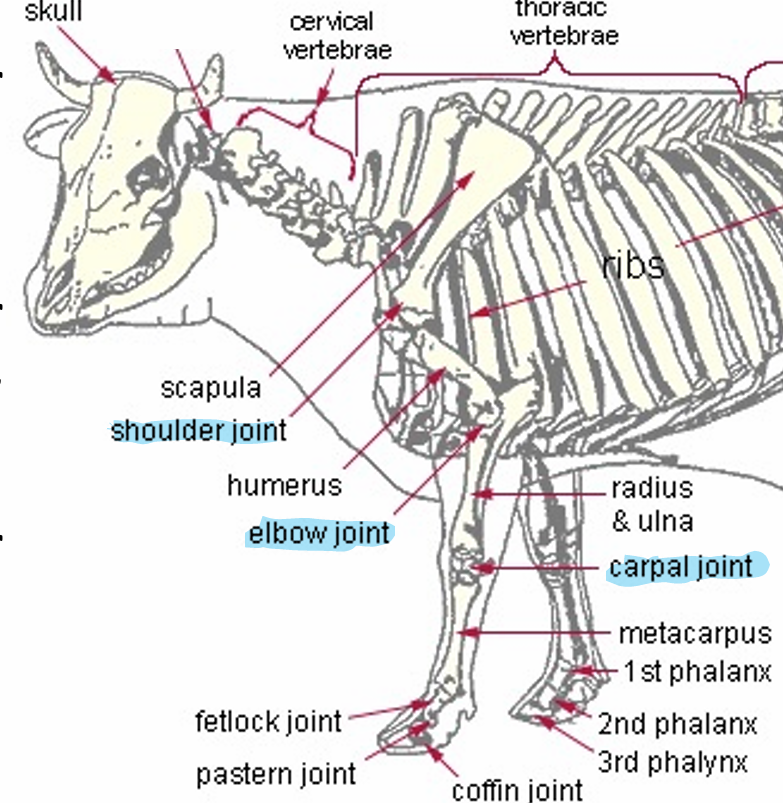 <ul><li><p>Scapula and humerus</p></li></ul><p></p>