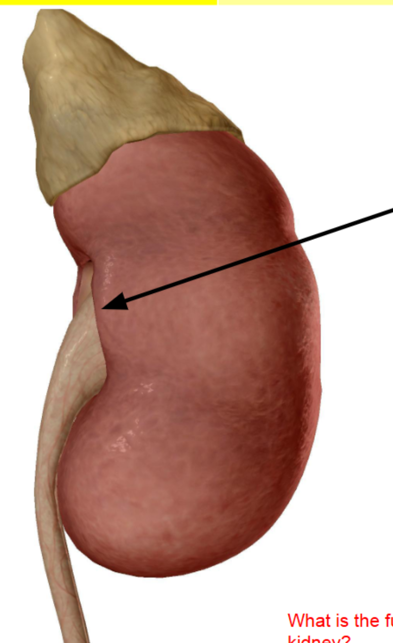 <p>black arrow is </p>