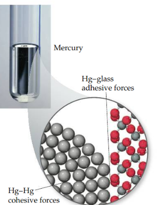 Intermolecular forces that bind similar molecules to one another, such as the hydrogen bonding in water. 