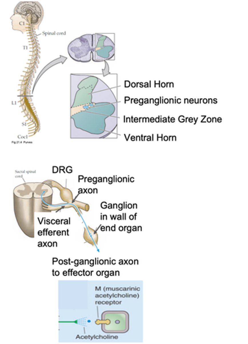 <p>Sacral parasympathetic organisation</p>
