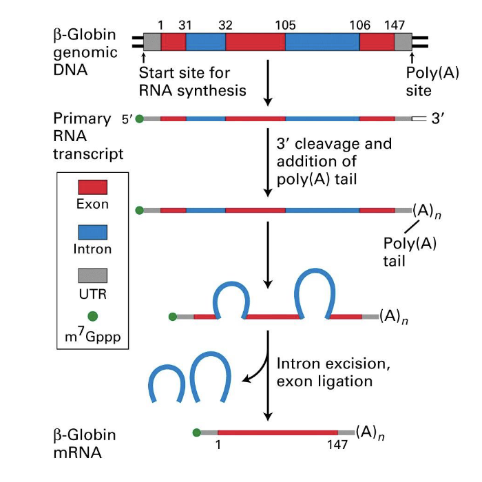 <p>includes</p><ul><li><p>introns</p><ul><li><p>are spliced out </p></li></ul></li><li><p>UTRS</p><ul><li><p>are part of mature mRNA but non translated</p></li></ul></li></ul><p></p>